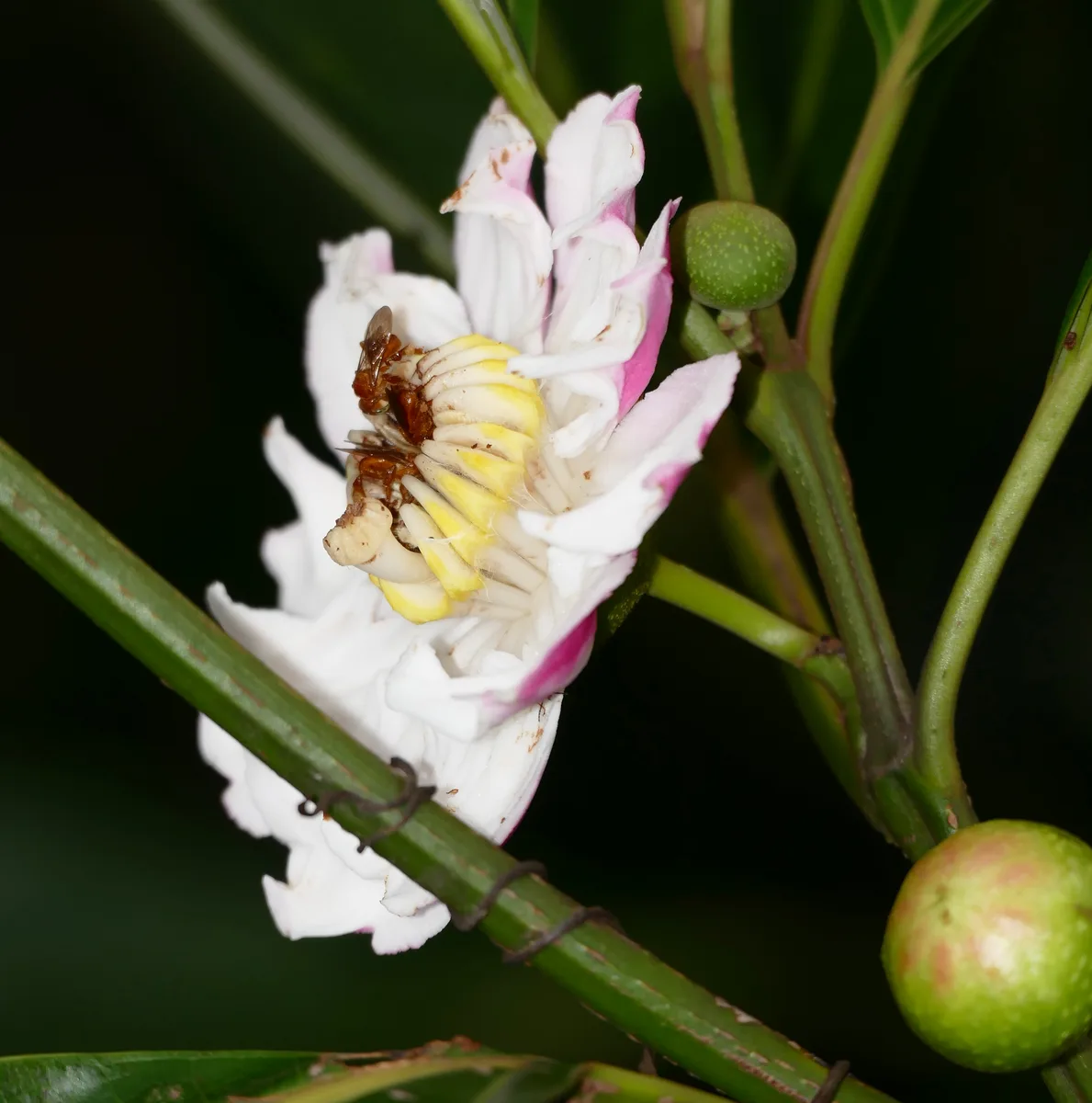 Amazon Bellucia (Bellucia grossularioides)