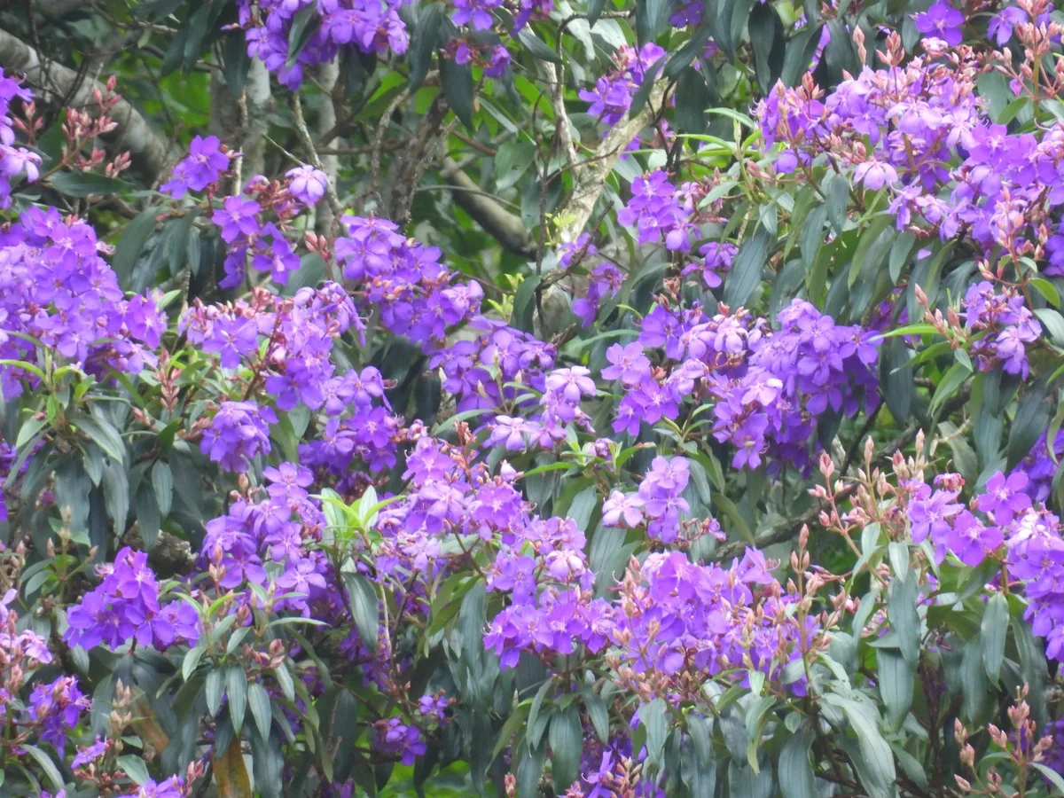 Brazilian Glory Tree (Pleroma granulosum)