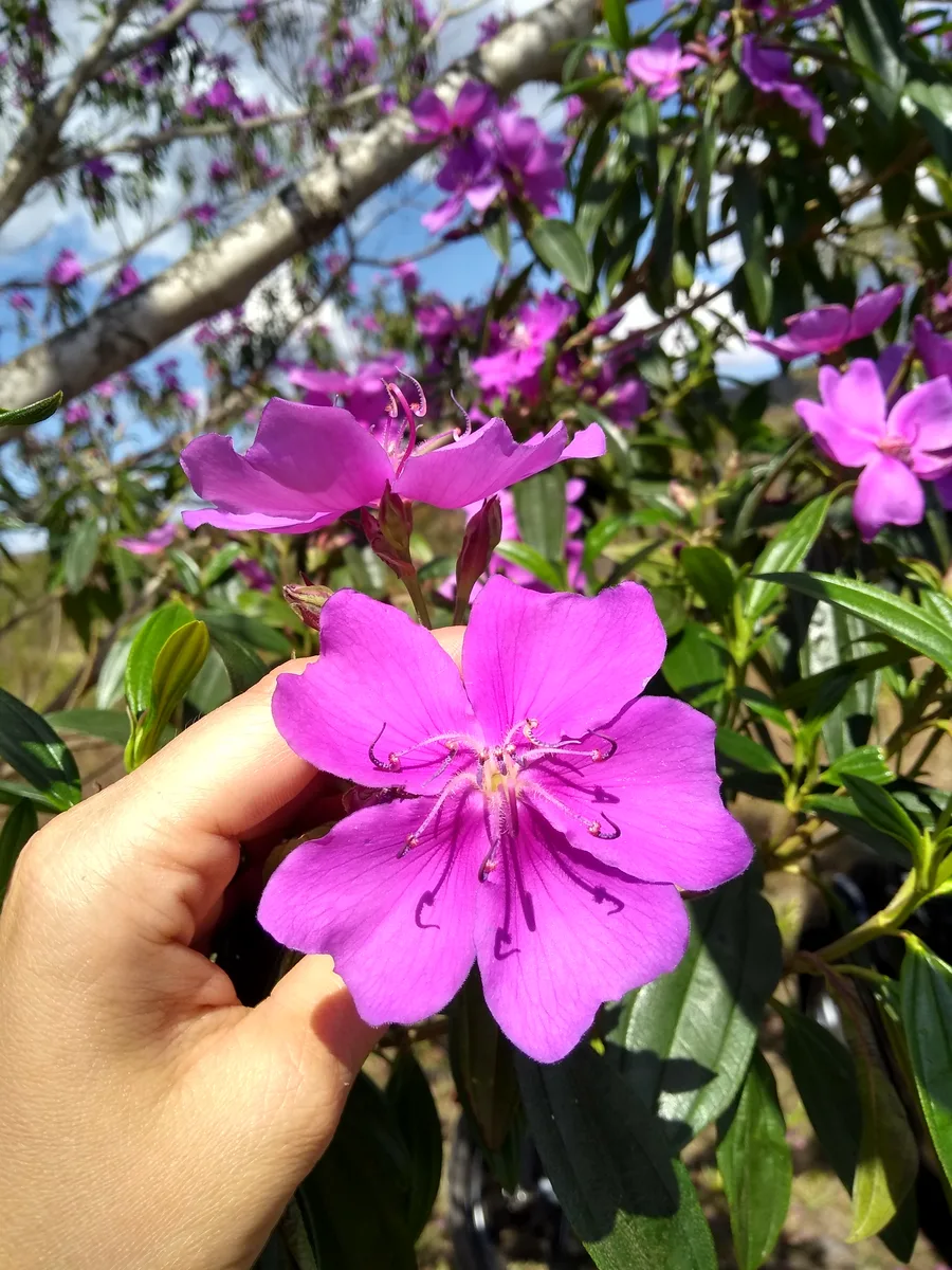 Purple Glory Tree (Pleroma mutabile)