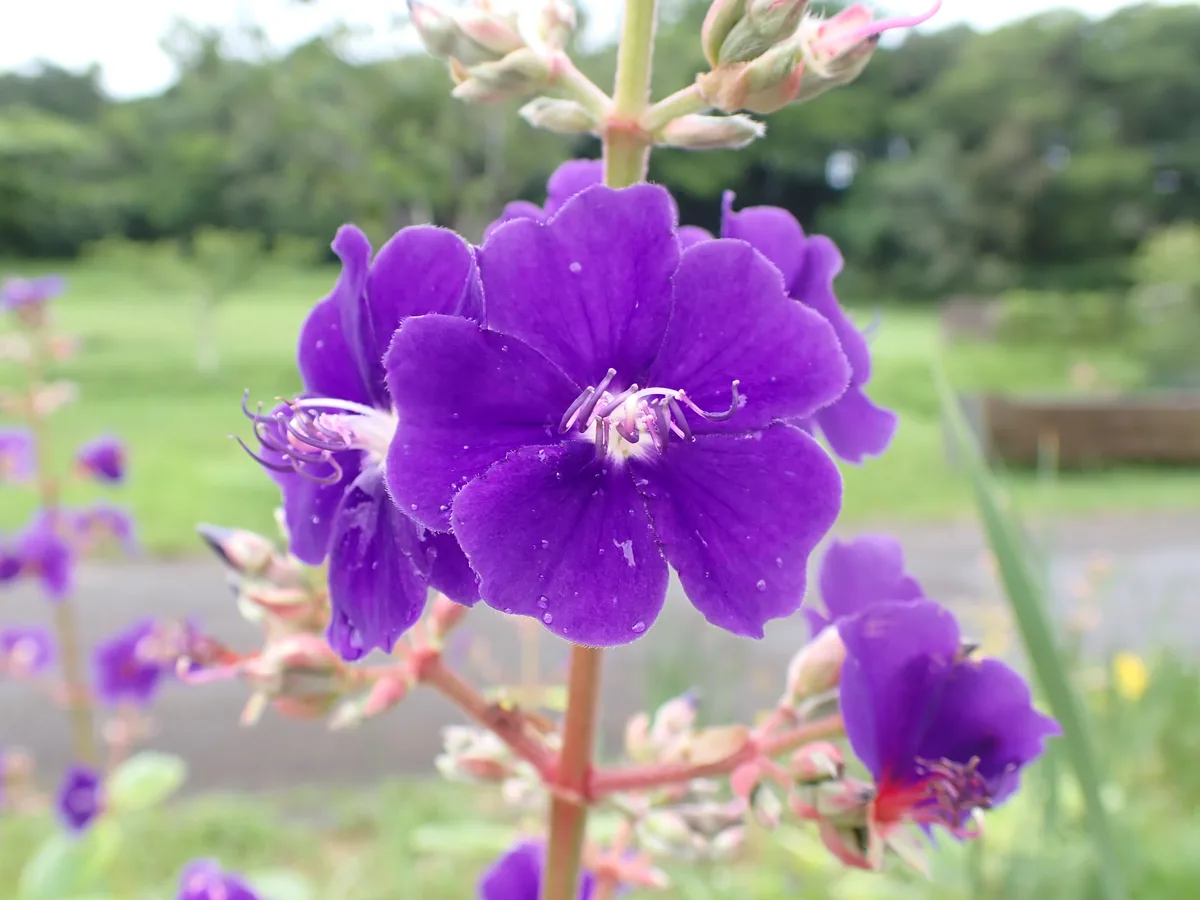 Purple Pleroma (Pleroma heteromallum)