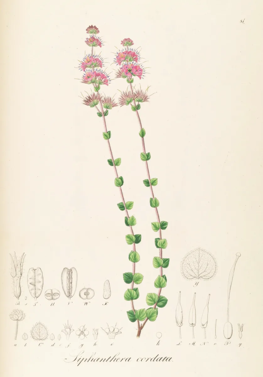 Siphanthera (Siphanthera cordata)