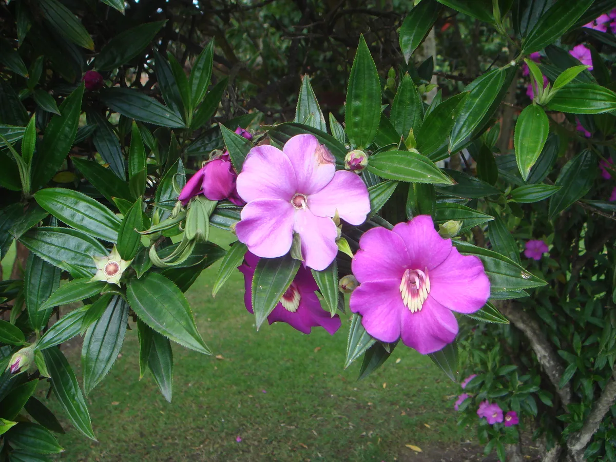 Purple Meriania (Meriania speciosa)