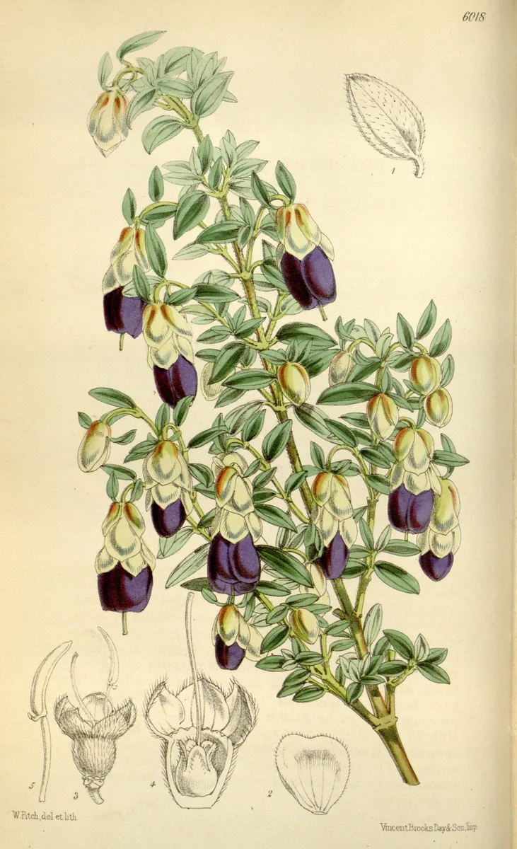 Purple Brachyotum (Brachyotum confertum)