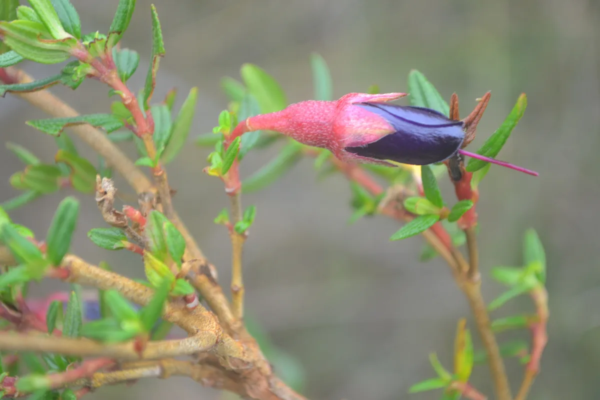 Andean Brachyotum (Brachyotum strigosum)