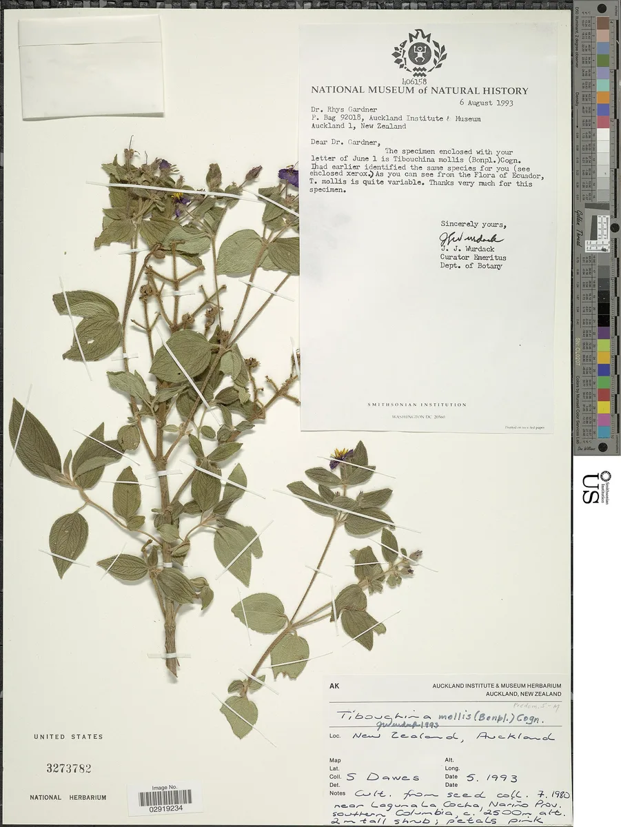 Andean Chaetogastra (Chaetogastra mollis)