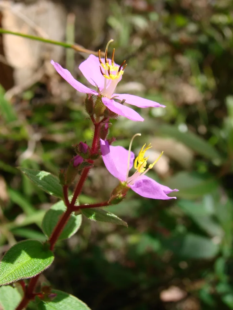 Purple Pterolepis (Pterolepis repanda)
