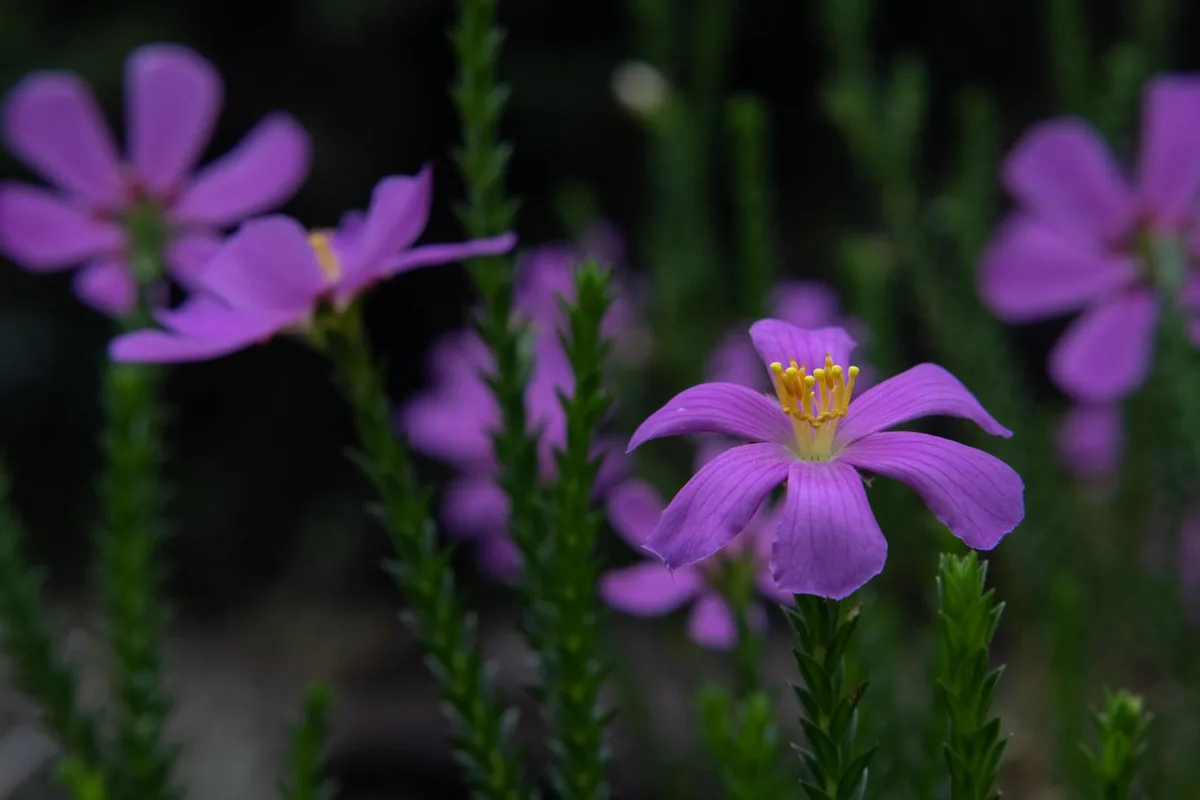 Brazilian Cambara (Lavoisiera imbricata)