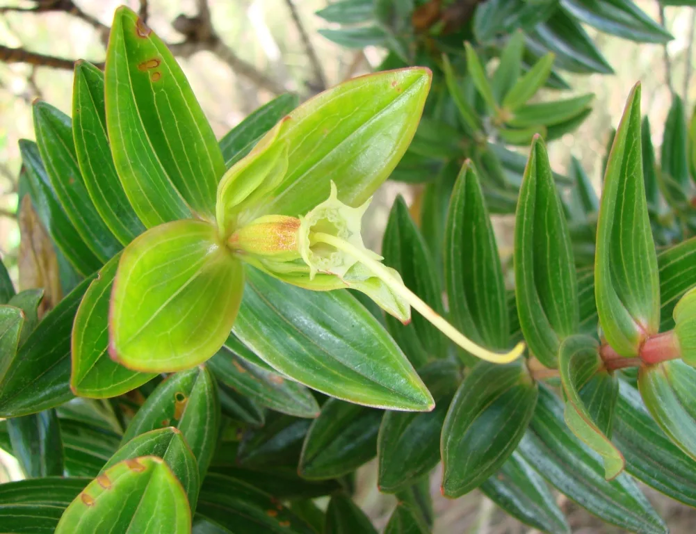 Purple Lavoisiera (Lavoisiera grandiflora)