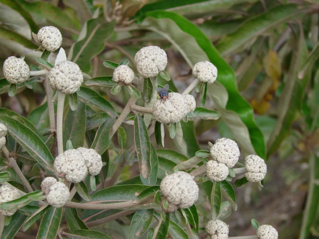 Purple Candeia (Eremanthus incanus)