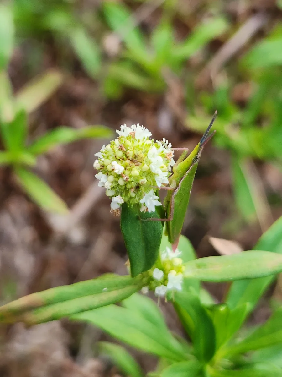 Brazilian Buttonweed