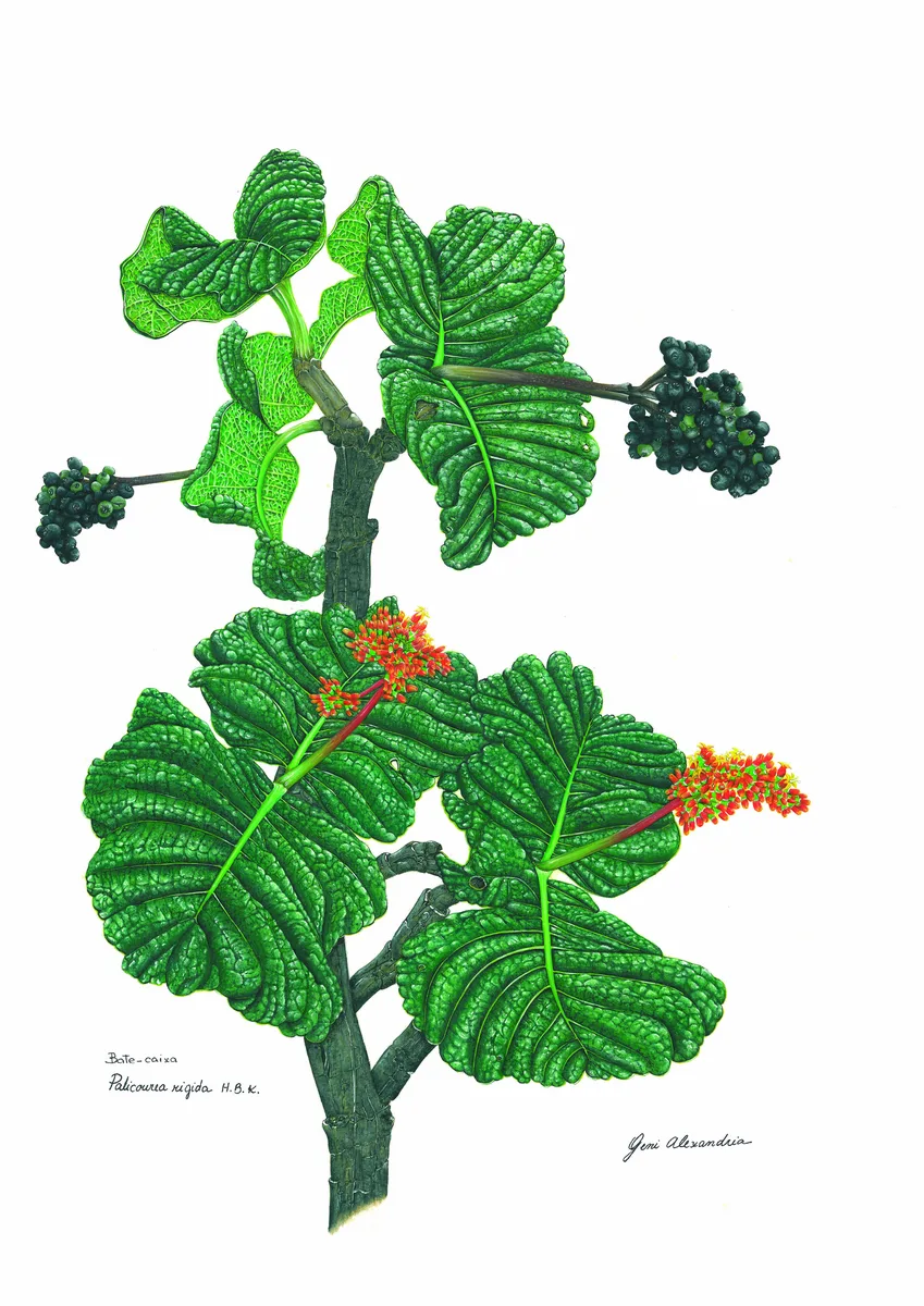 Red Palicourea (Palicourea rigida)