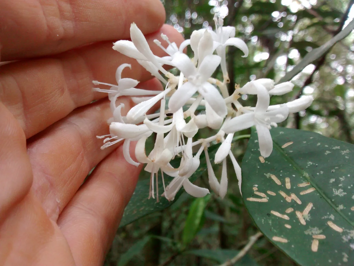 Glossy Rudgea (Rudgea jasminoides)
