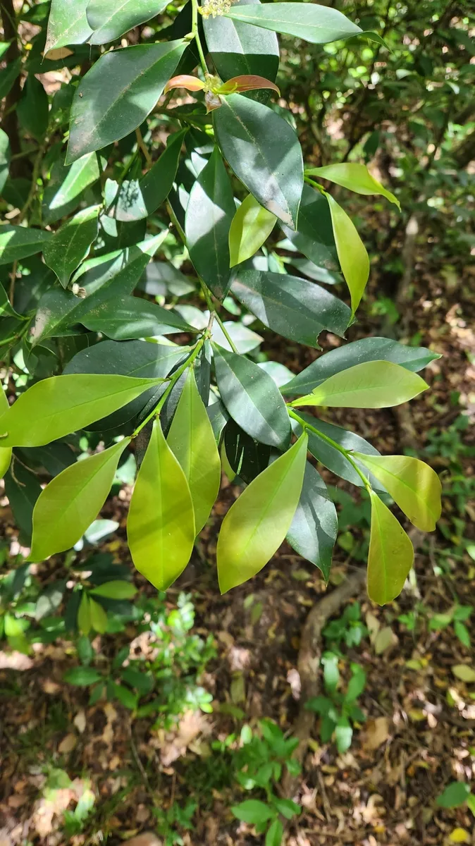 Actinostemon (Actinostemon concolor)