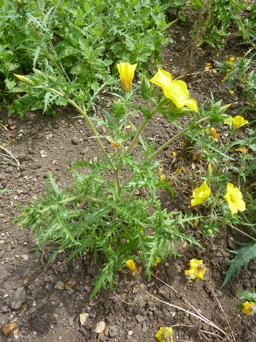 Lindleys Blazingstar (Mentzelia lindleyi)