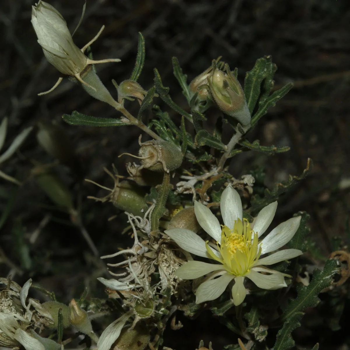 Mountain Blazingstar (Mentzelia multiflora)