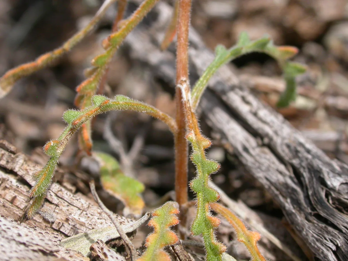 Albicaulis Blazingstar