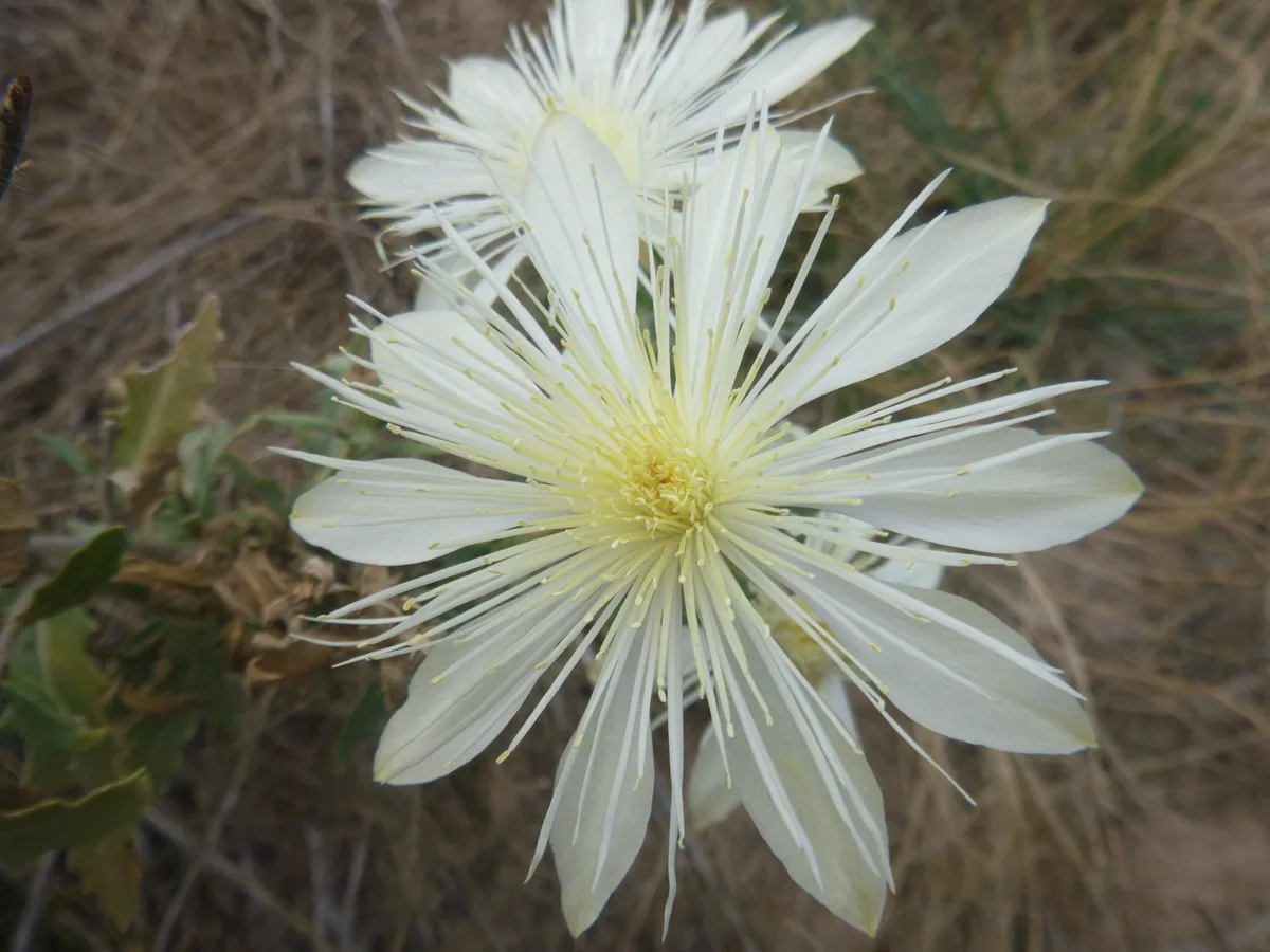 Prairie Blazingstar (Mentzelia nuda)