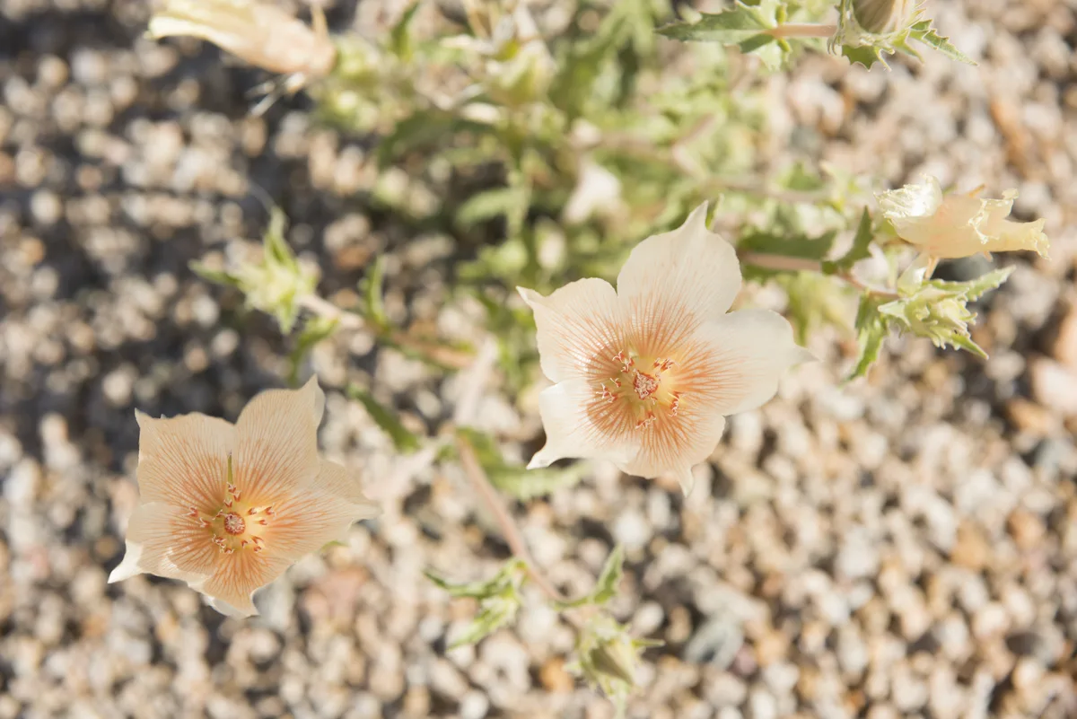 Desert Blazingstar