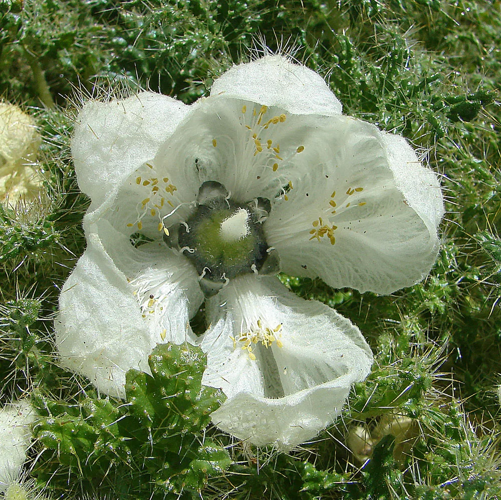 Crowned Caiophora (Caiophora coronata)