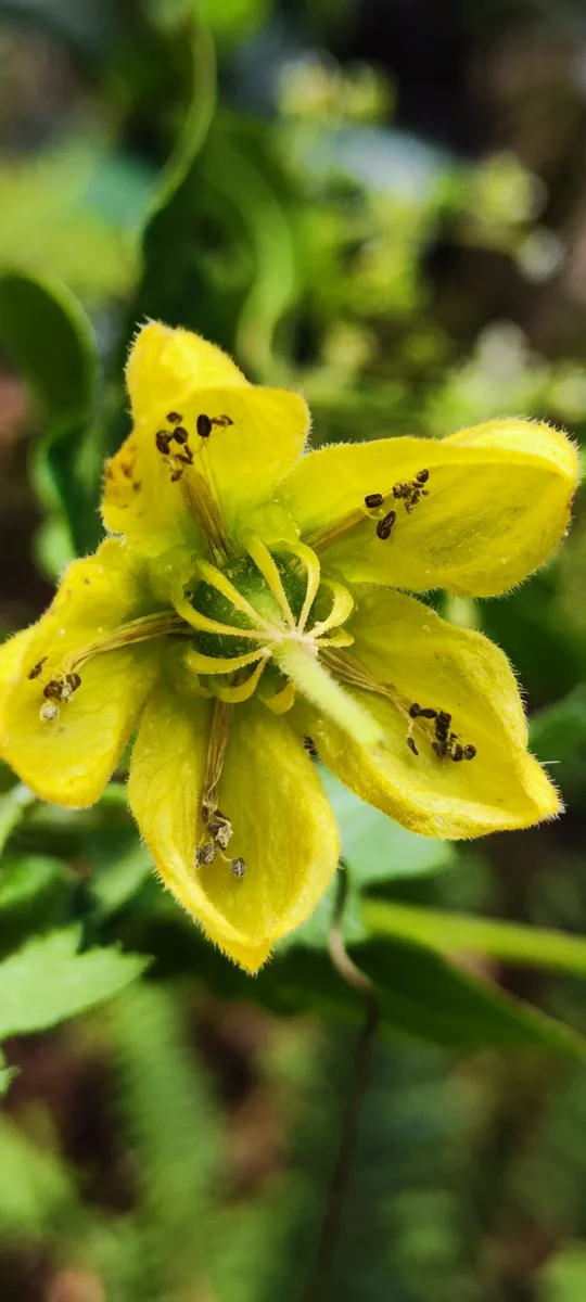 Orange Caiophora