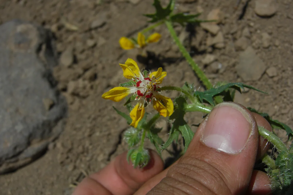 Tricolor Loasa (Loasa tricolor)