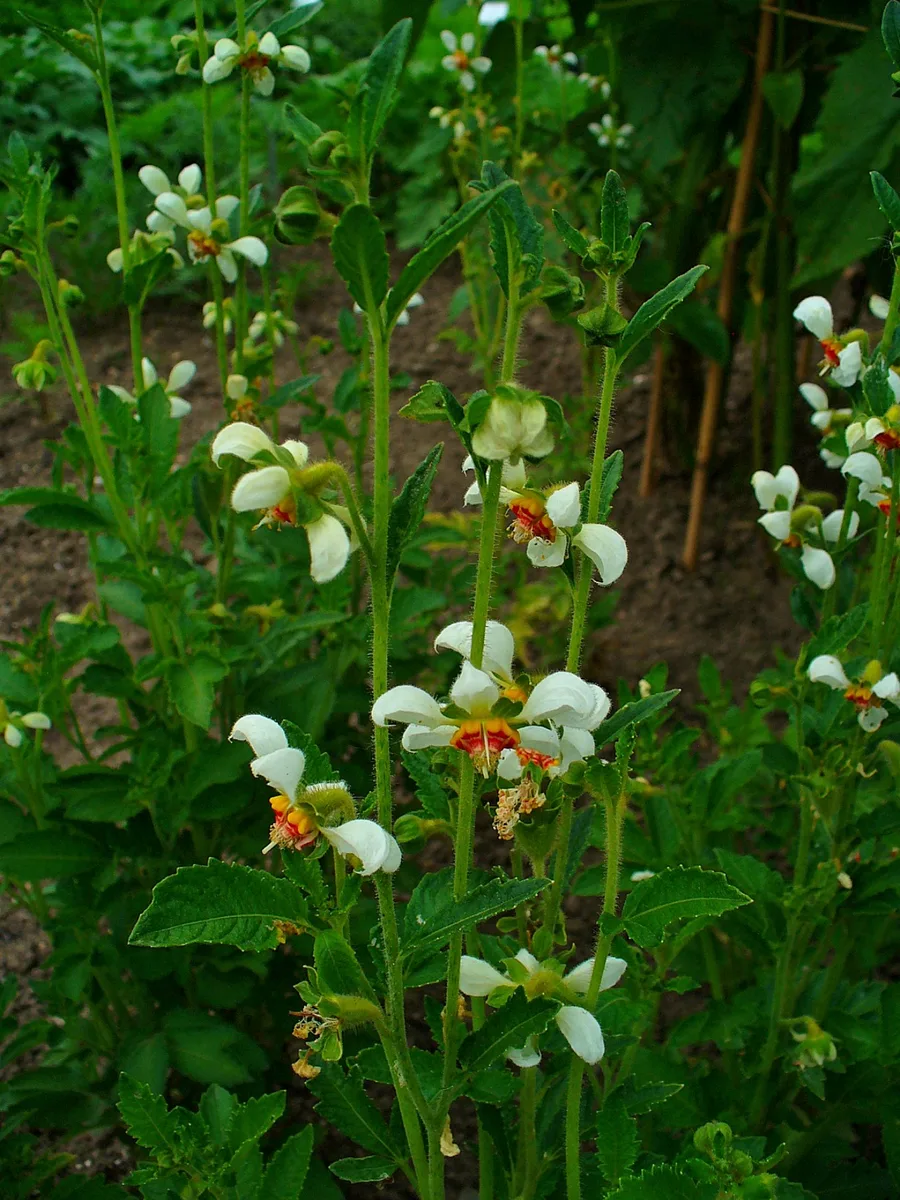 Volcano Loasa (Loasa vulcanica)