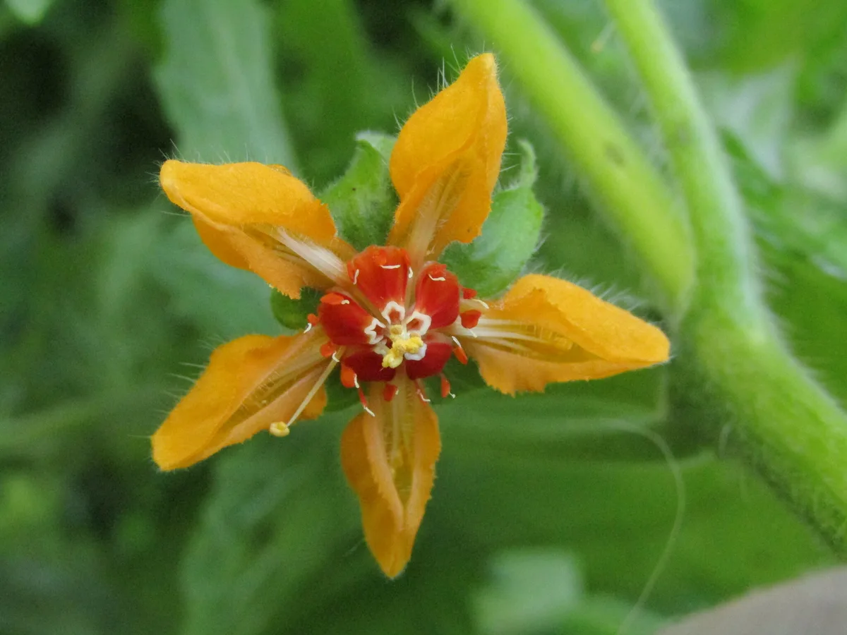 Chile Loasa (Loasa acerifolia)