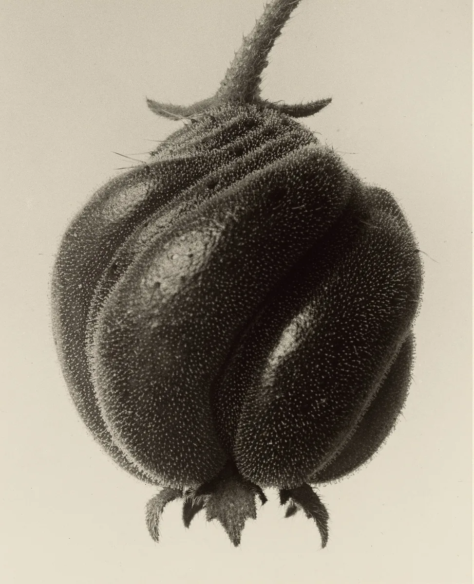 Hieronymus Blumenbachia (Blumenbachia hieronymi)