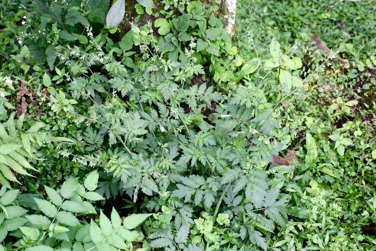 Threeleaf Nasa (Nasa triphylla)