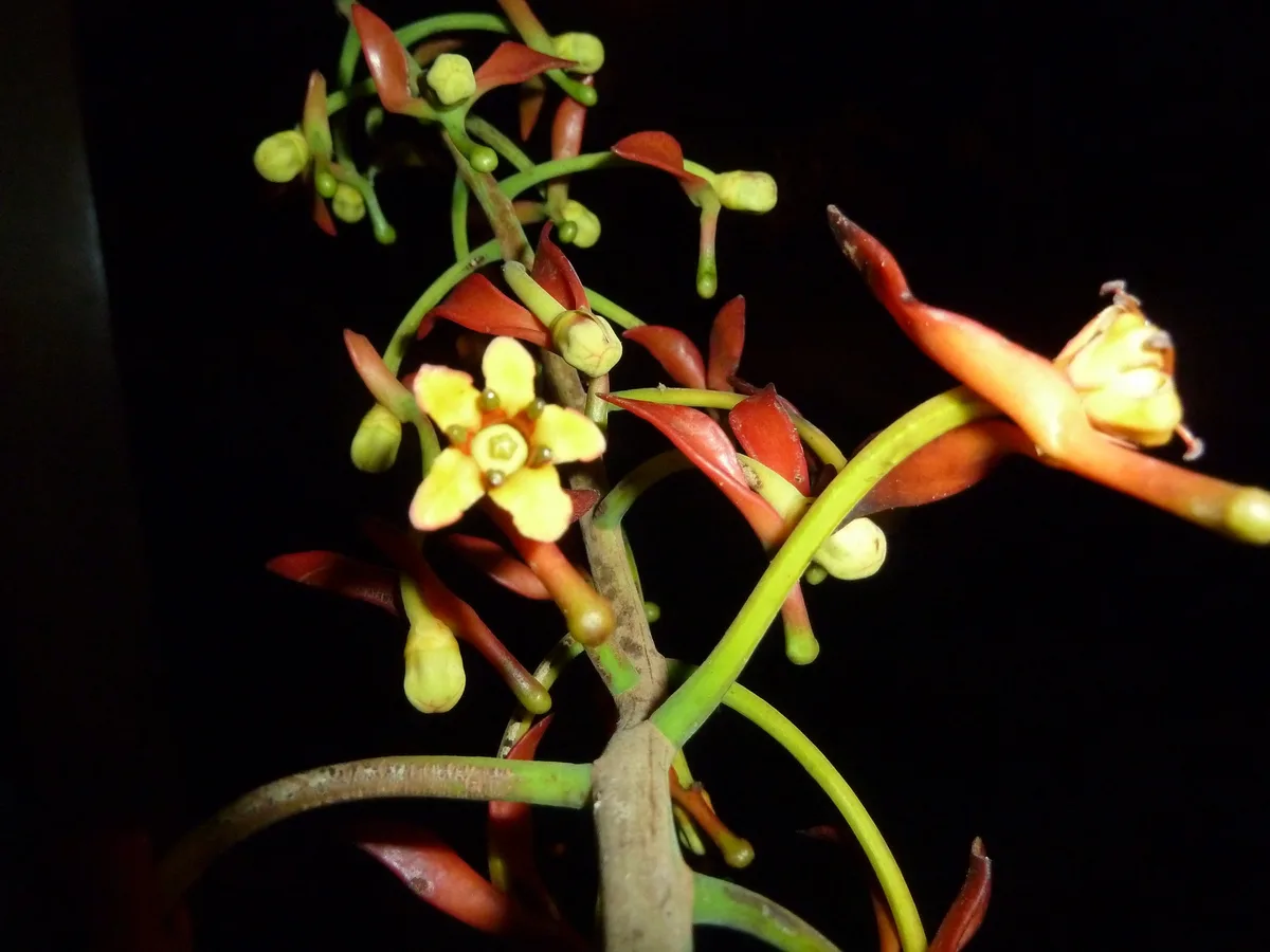 Red Souroubea (Souroubea sympetala)