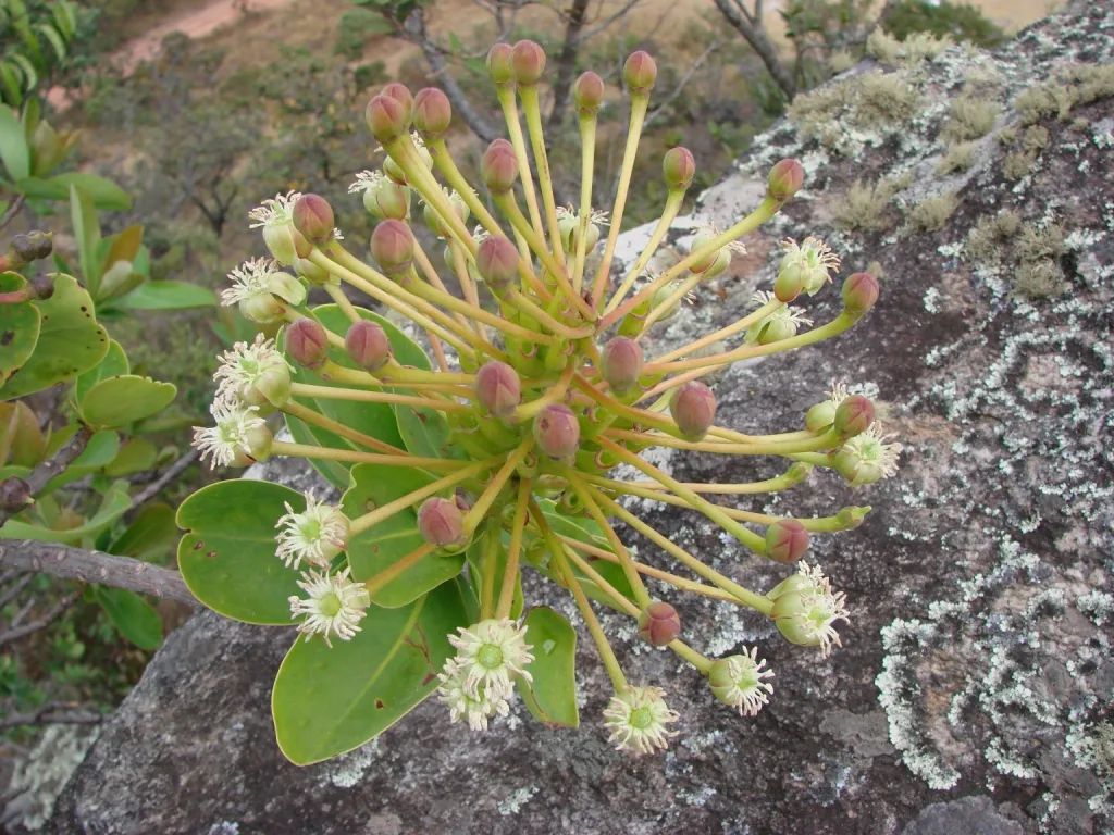Red Schwartzia