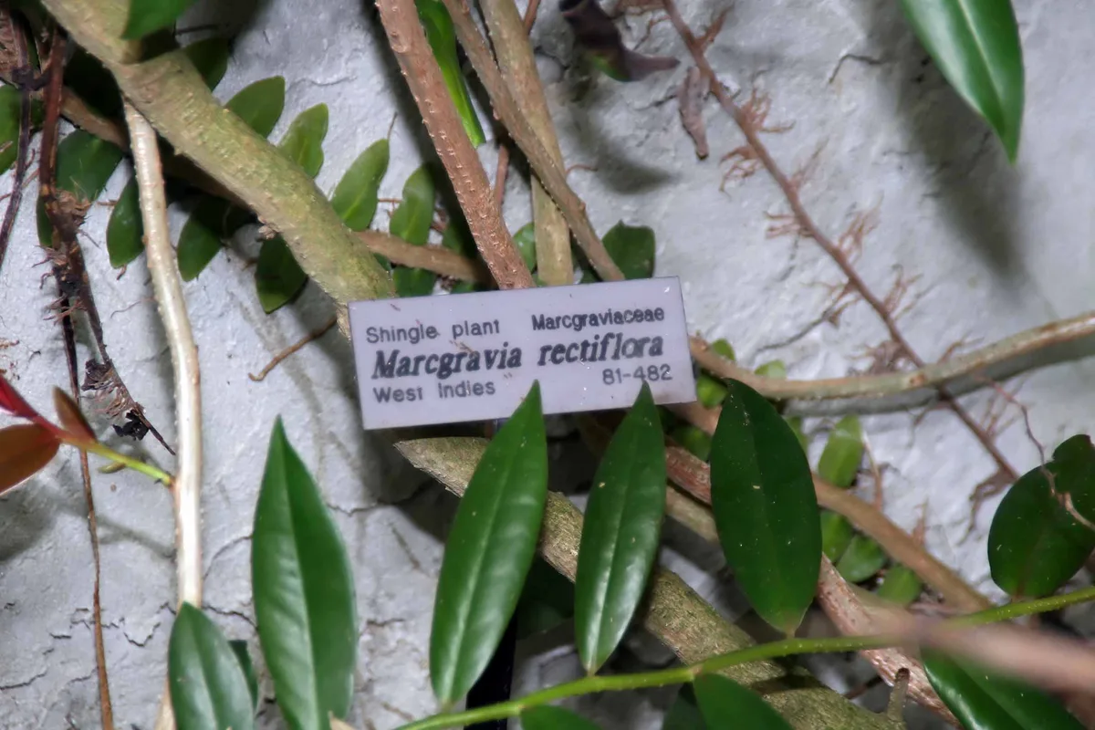 Shingle Marcgravia (Marcgravia rectiflora)
