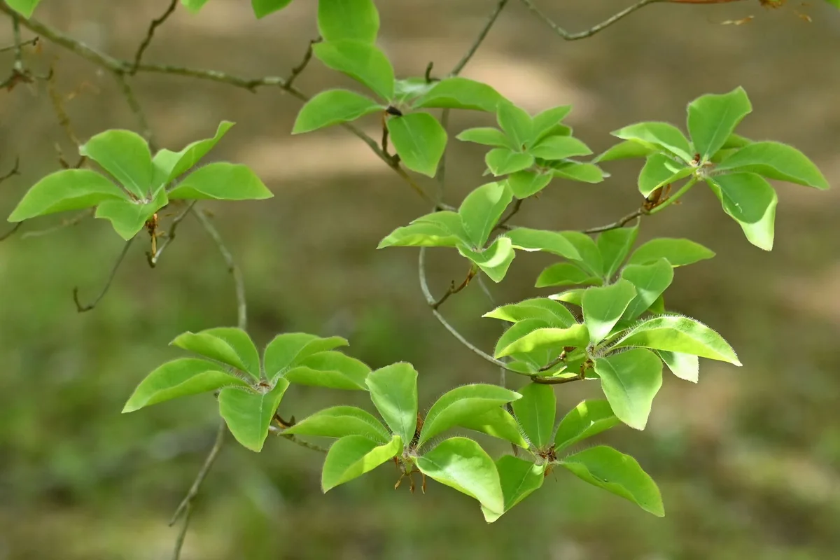 Japanese Sweetpepperbush (Clethra barbinervis)
