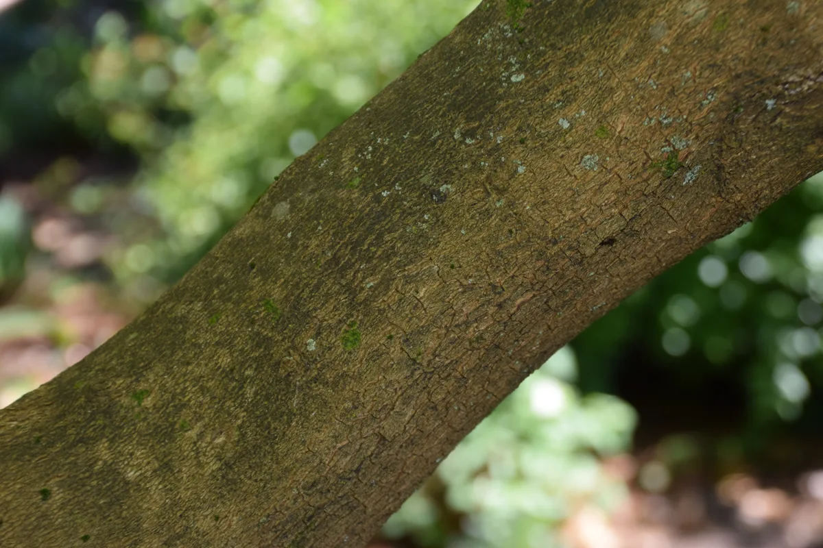 Mexican Clethra (Clethra mexicana)