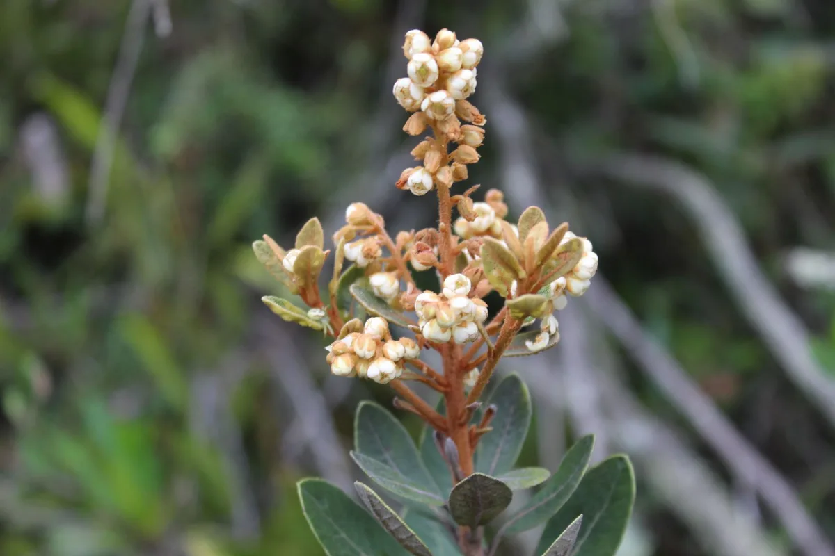 Andean Clethra (Clethra fimbriata)