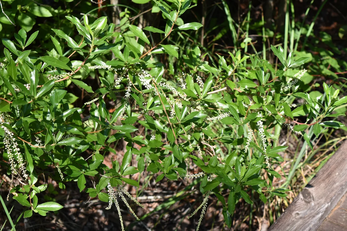 Titi (Cliftonia monophylla)