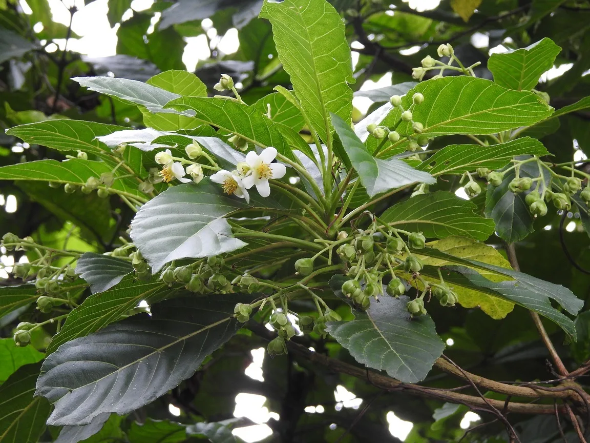 Panama Saurauia (Saurauia yasicae)
