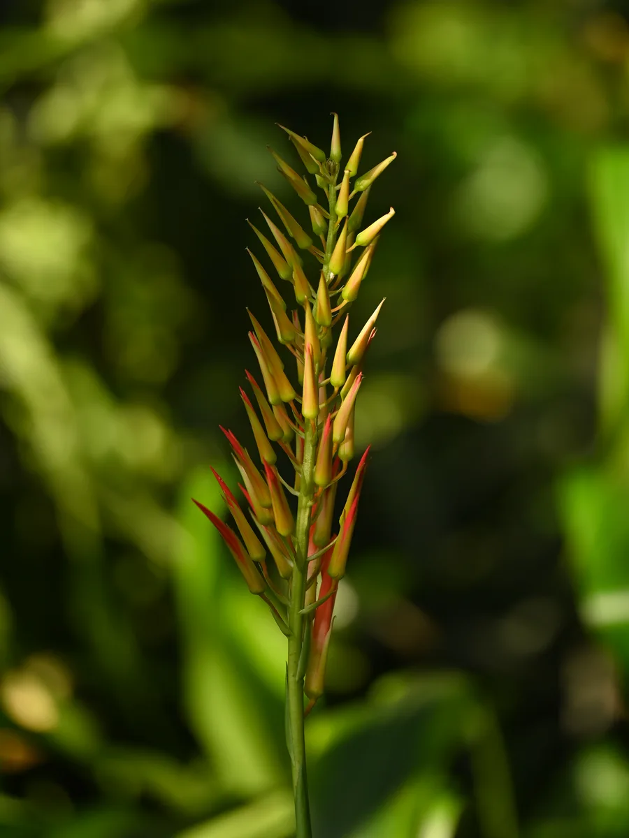 Flame Pitcairnia (Pitcairnia flammea)