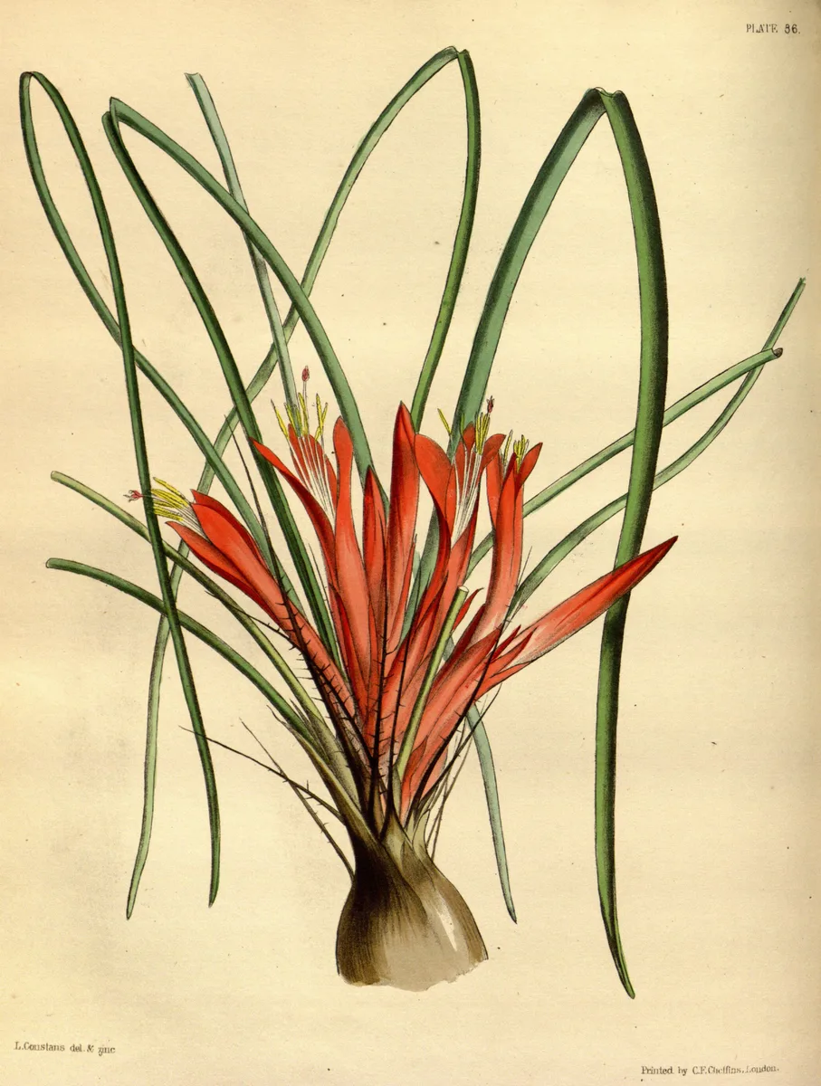 Broadleaf Pitcairnia
