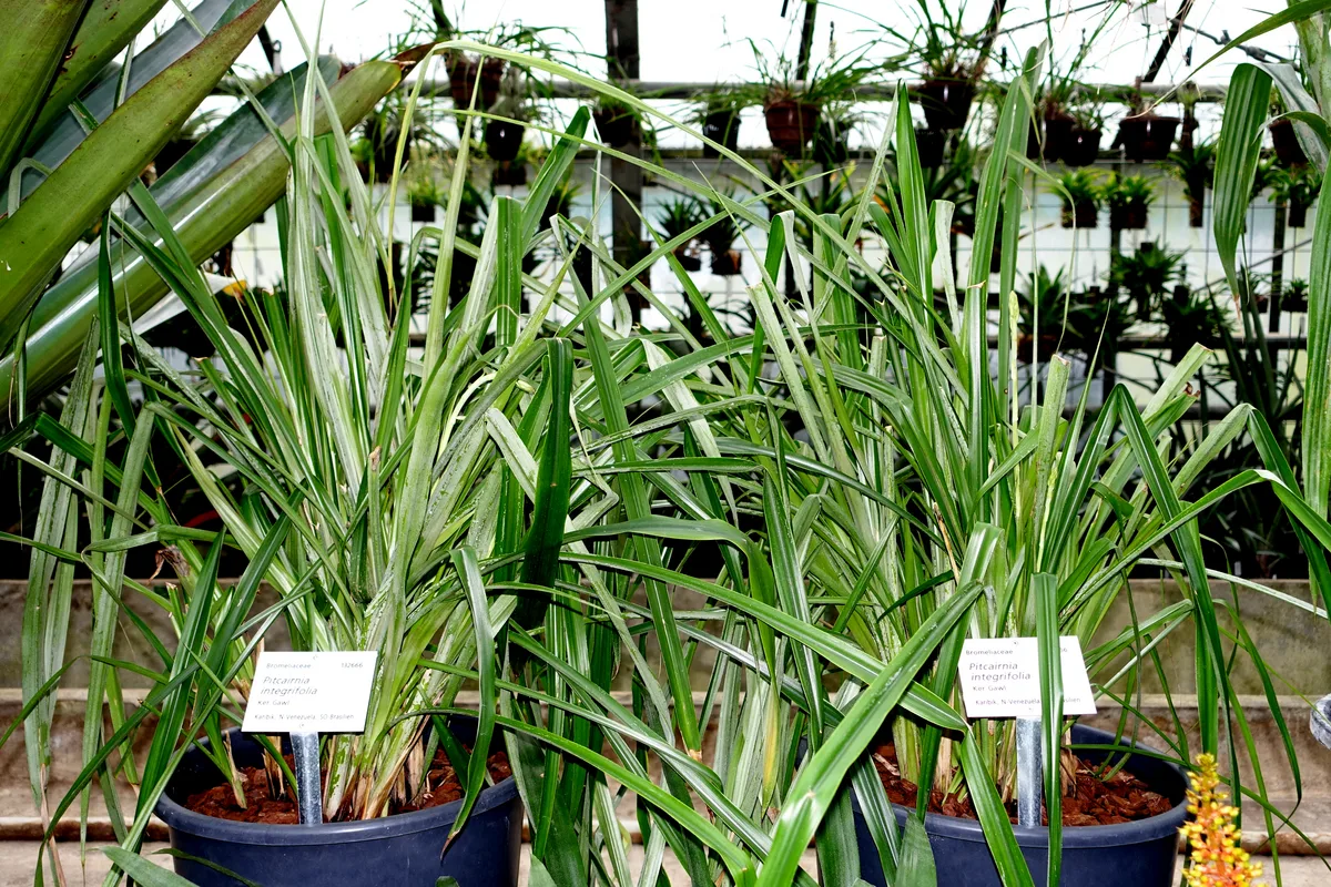 Mountain Pitcairnia