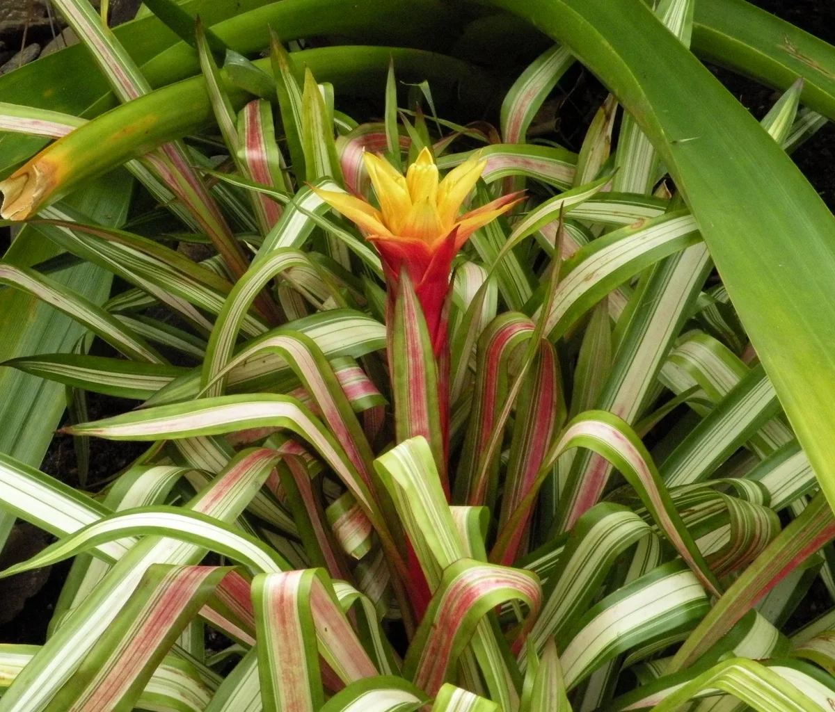 Zahnii Guzmania