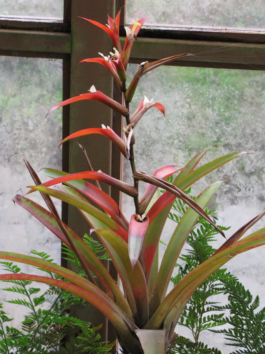 Wittmack Guzmania