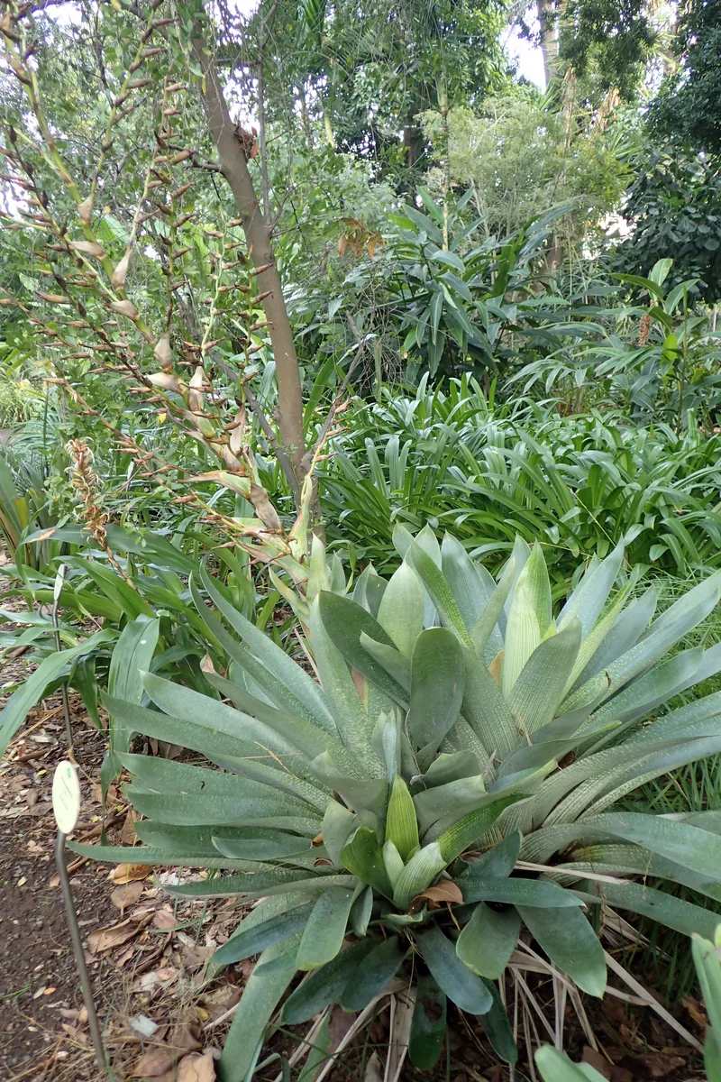 Giant Vriesea (Vriesea gigantea)