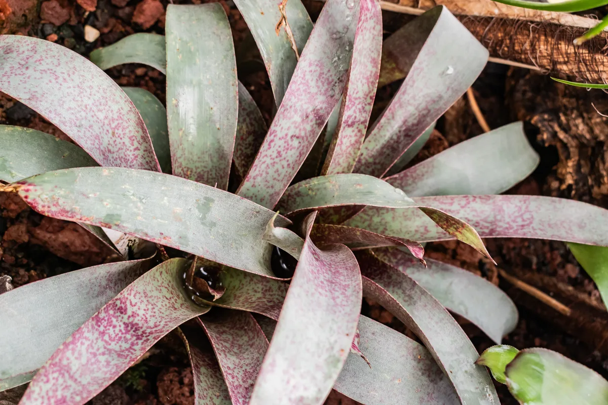 Saunders Vriesea (Vriesea saundersii)