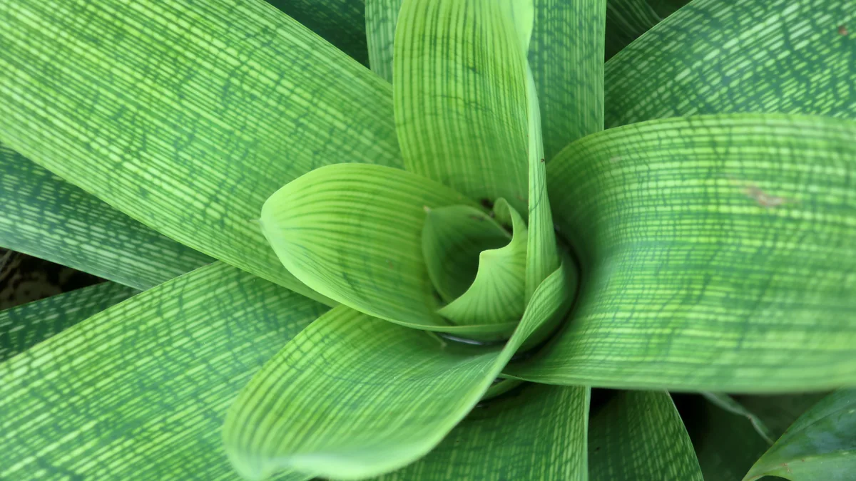Fenestralis Vriesea (Vriesea fenestralis)