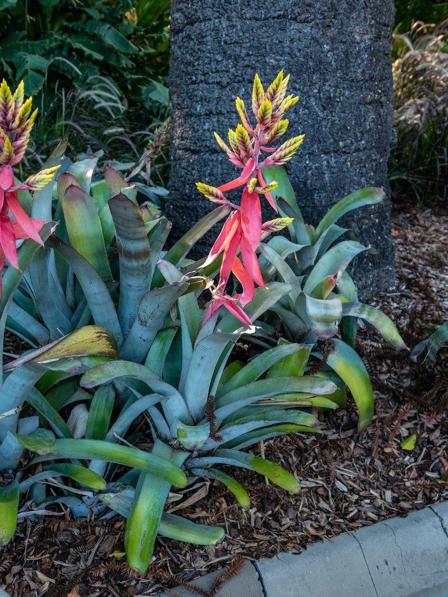 Blue Rain Bromeliad (Aechmea chantinii)