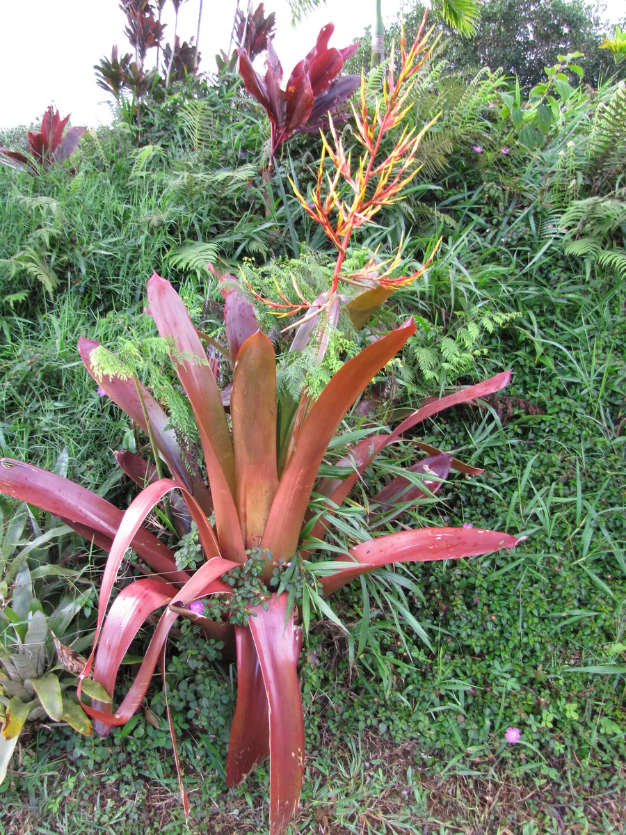 Orange Aechmea (Aechmea blanchetiana)