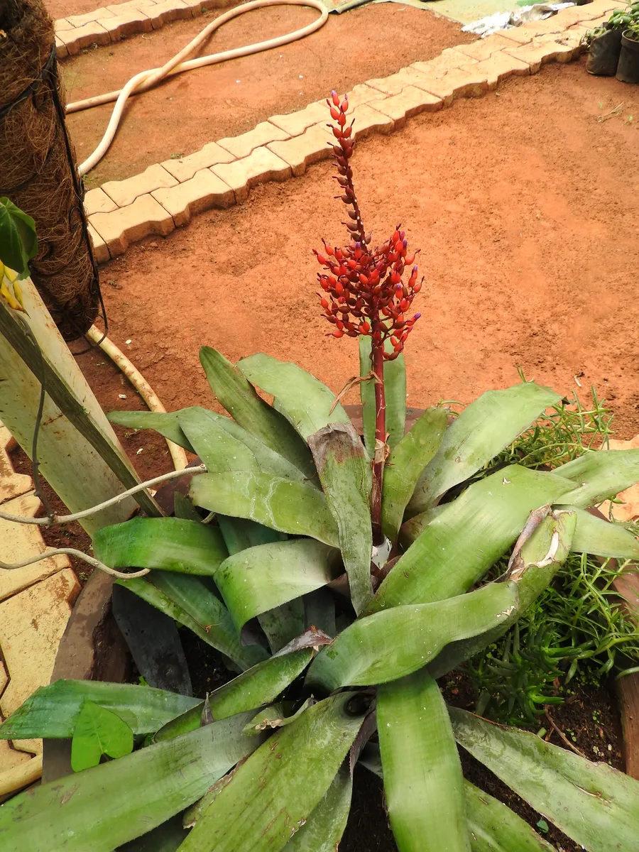 Coralberry Bromeliad (Aechmea fulgens)