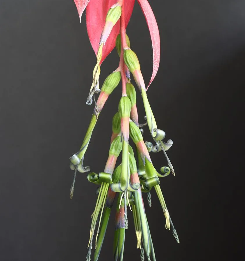 Windii Billbergia