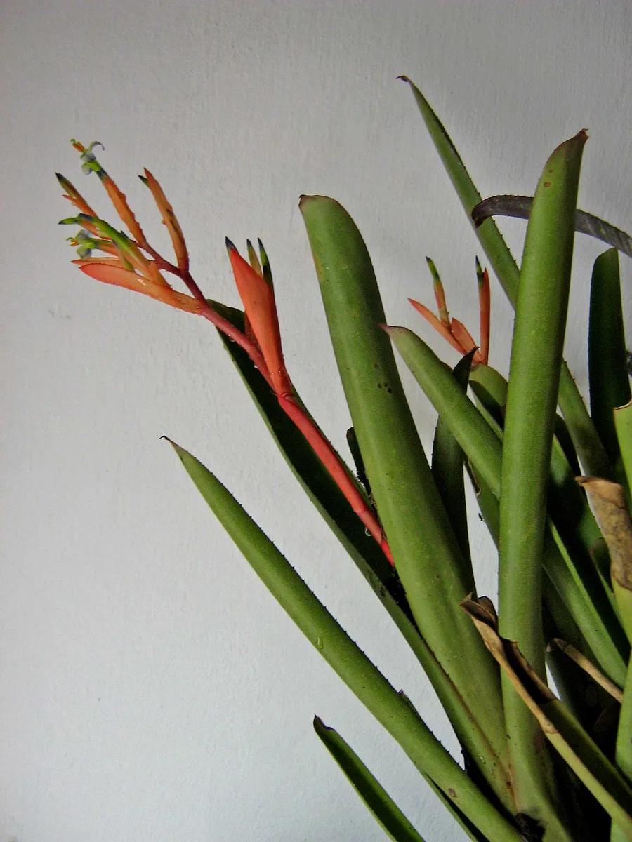 Pink Billbergia